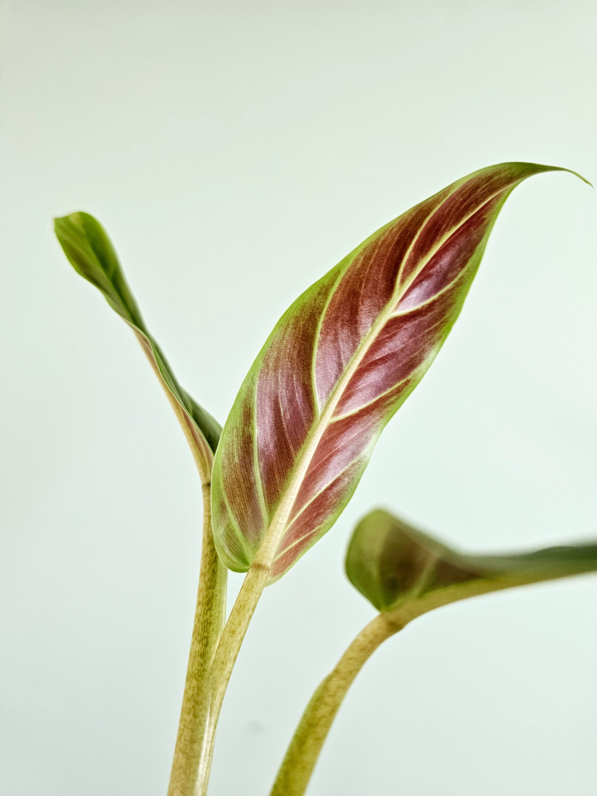 philodendron subhastatum price Philodendron Subhastatum 4" – Quartz Botanicals