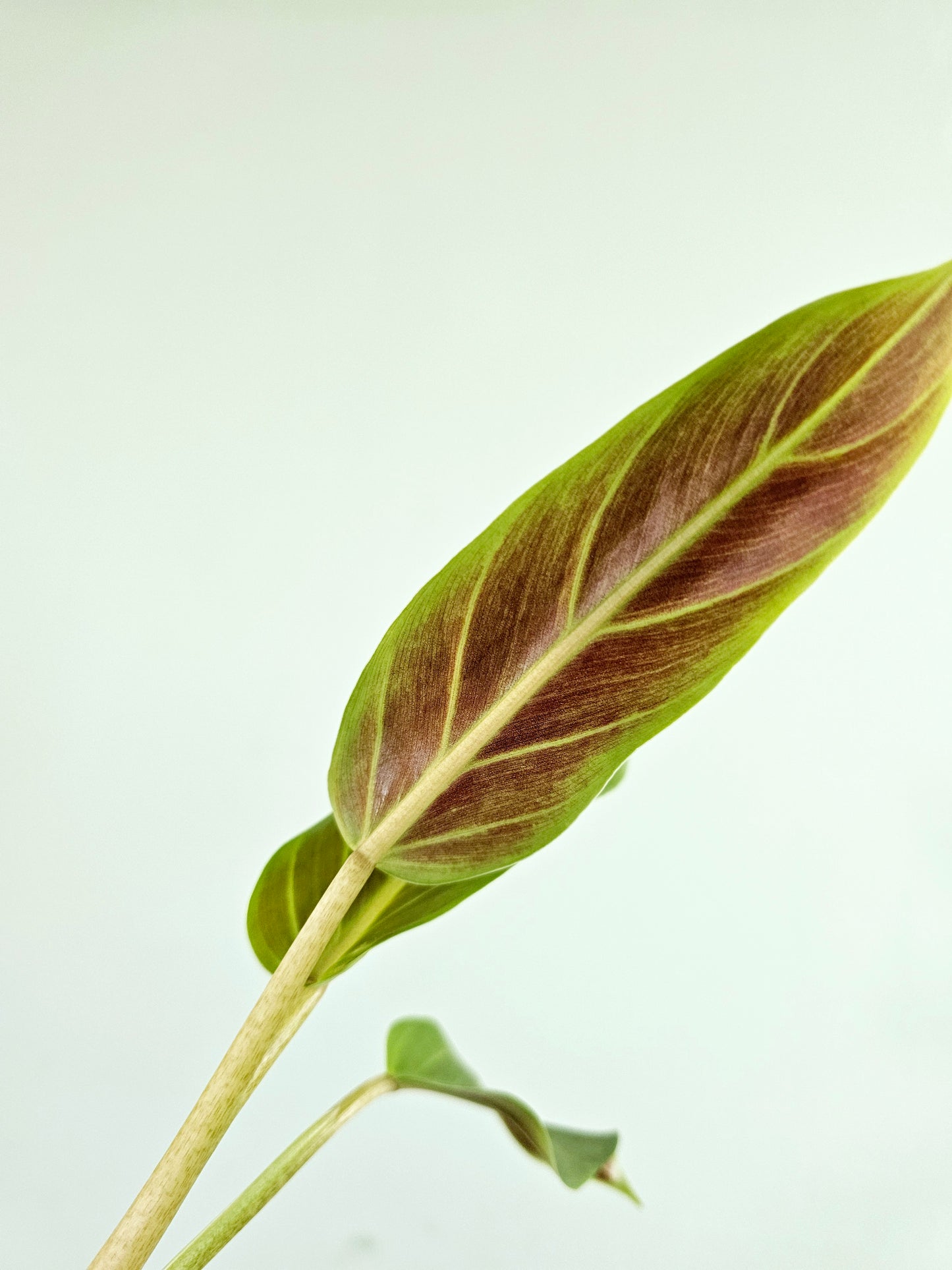 Philodendron Subhastatum 4"