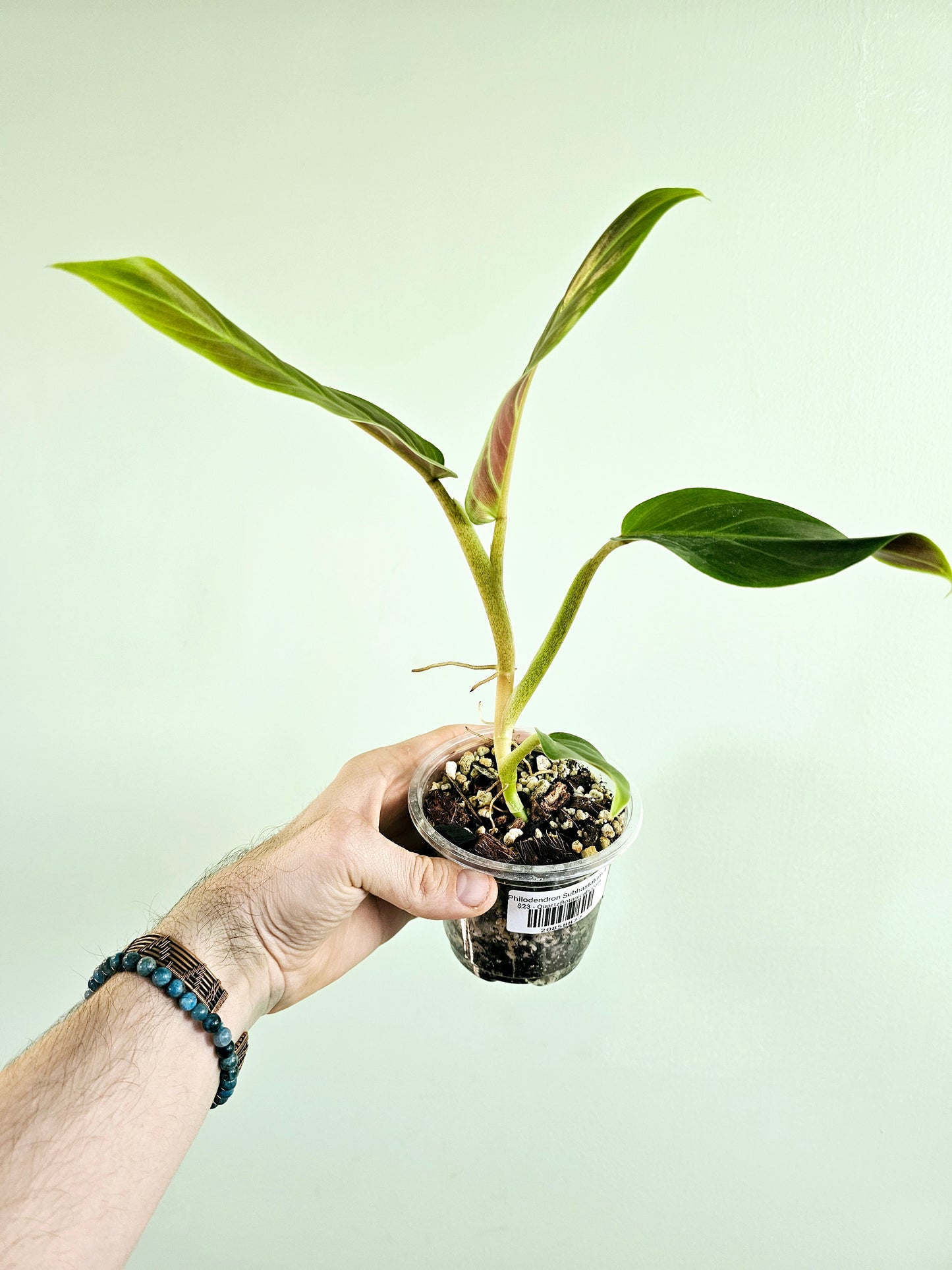 Philodendron Subhastatum 4"