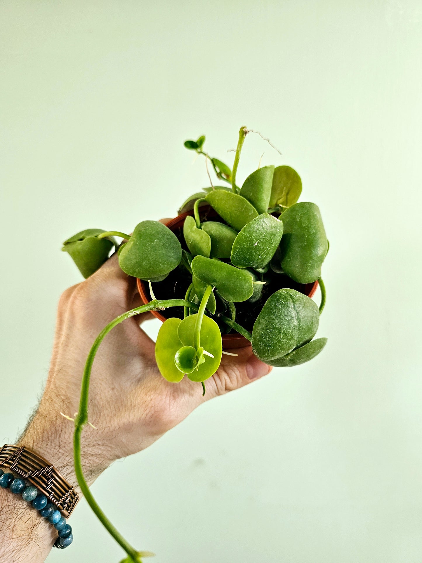 Dischidia Platyphylla 4"