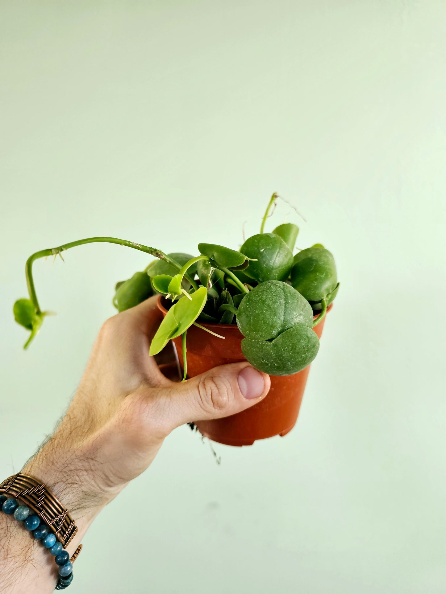 Dischidia Platyphylla 4"