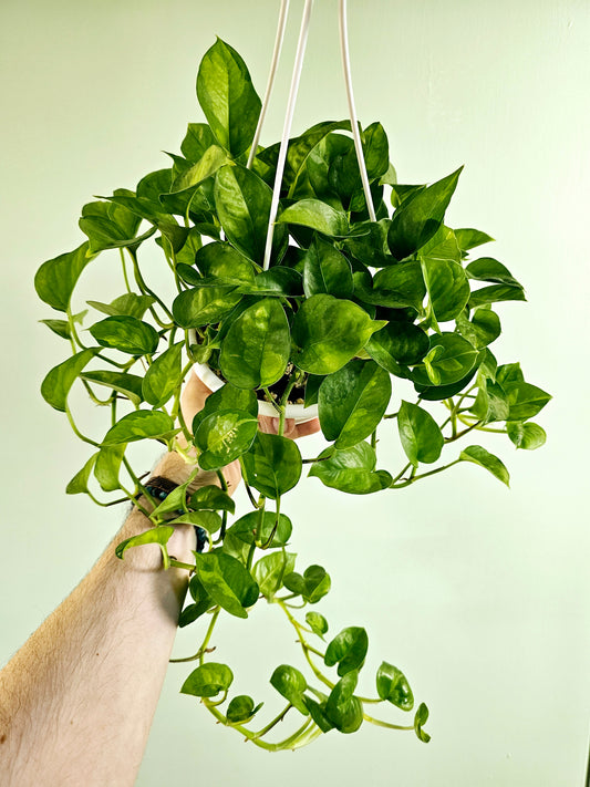 Epipremnum aureum 'Global Green' Pothos 6" HB