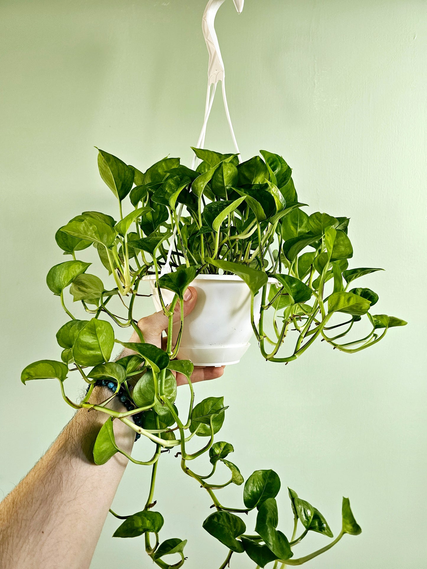 Epipremnum aureum 'Global Green' Pothos 6" HB