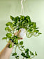 Epipremnum aureum 'Global Green' Pothos 6" HB