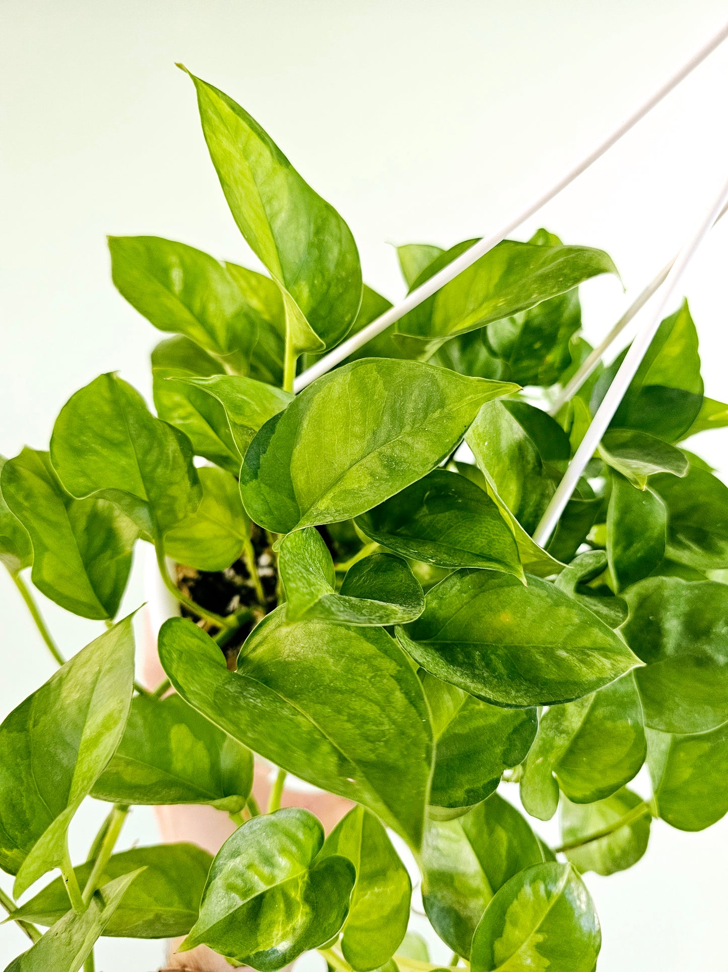 Epipremnum aureum 'Global Green' Pothos 6" HB