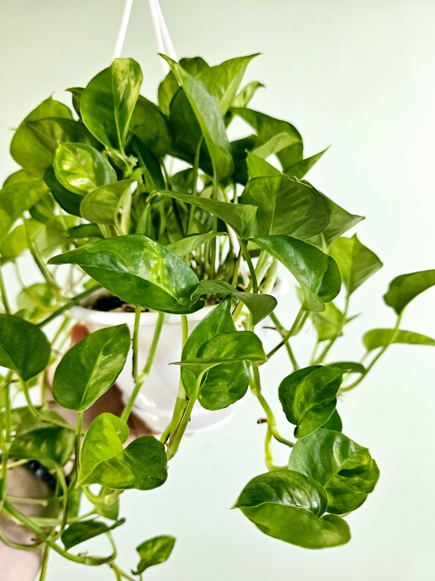 Epipremnum aureum 'Global Green' Pothos 6" HB