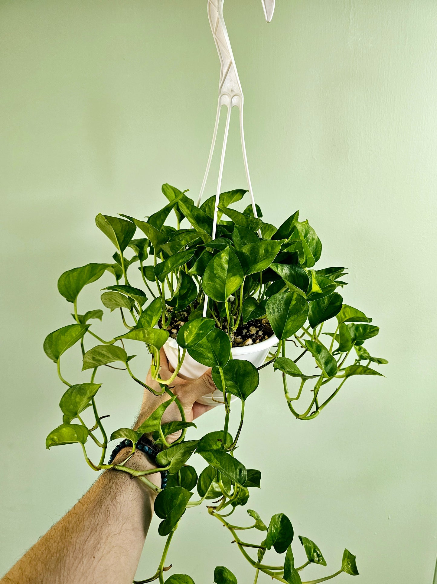 Epipremnum aureum 'Global Green' Pothos 6" HB