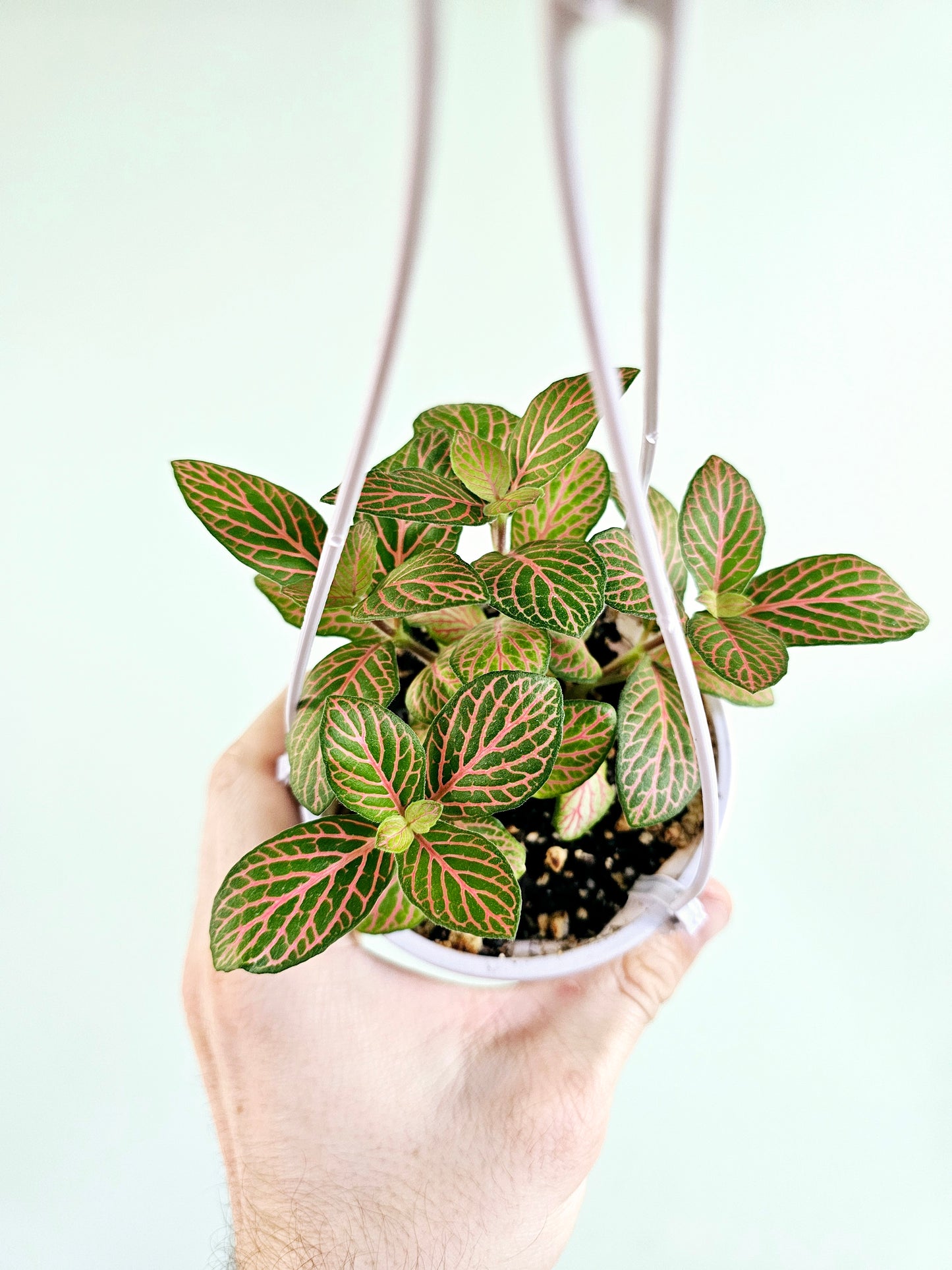 Fittonia albivenis 'Skeleton' 4" HB