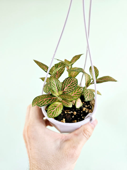 Fittonia albivenis 'Skeleton' 4" HB