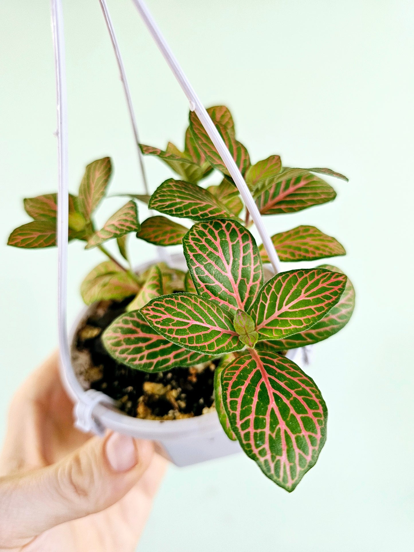 Fittonia albivenis 'Skeleton' 4" HB