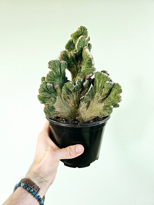 Cereus Peruvianus Crested Coral Cactus 6"