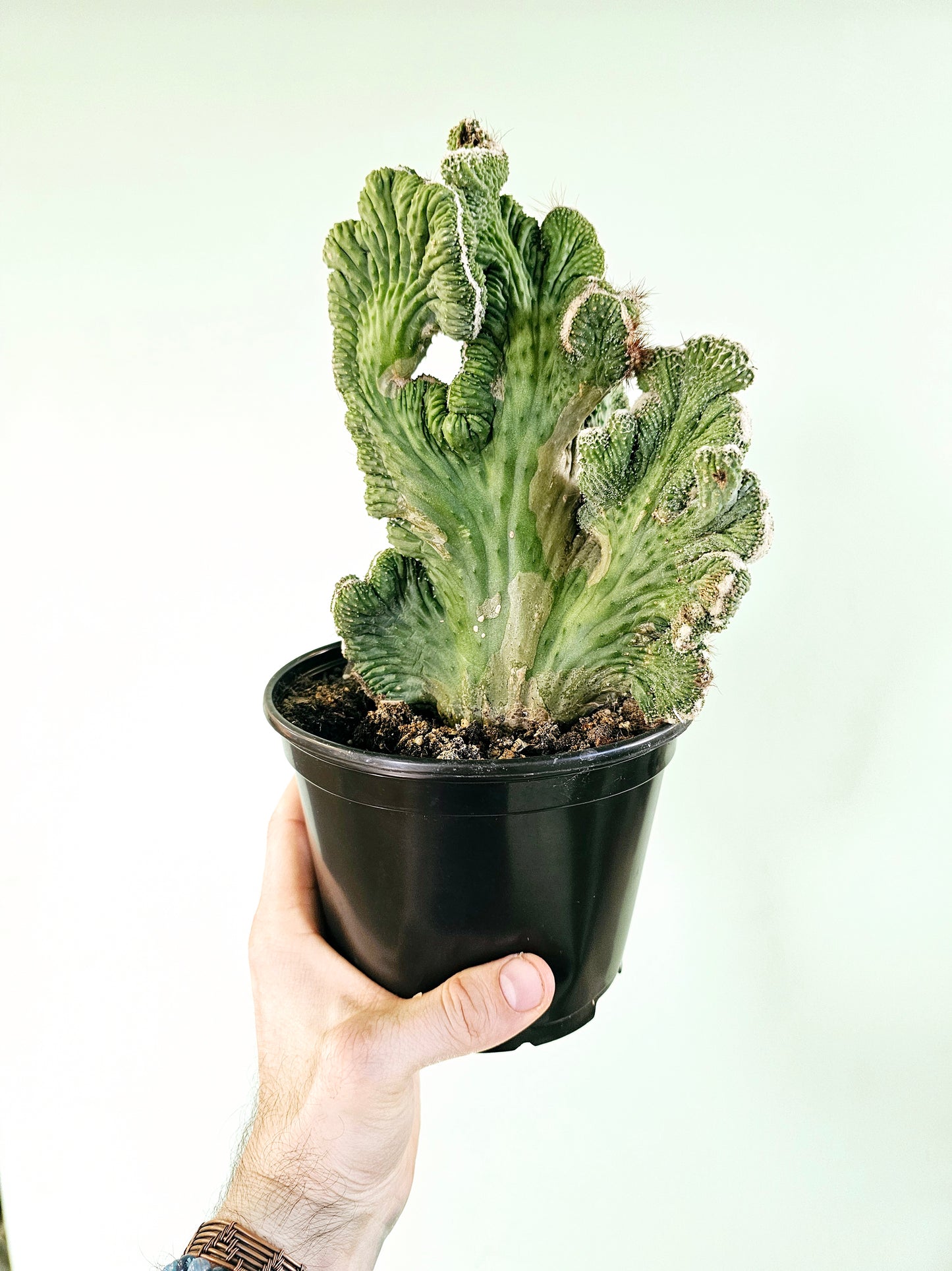 Cereus Peruvianus Crested Coral Cactus 6"