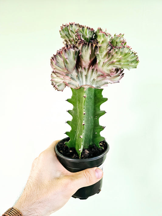 Euphorbia Lactea Cristata Purple Mermaid Tail Cactus 4"