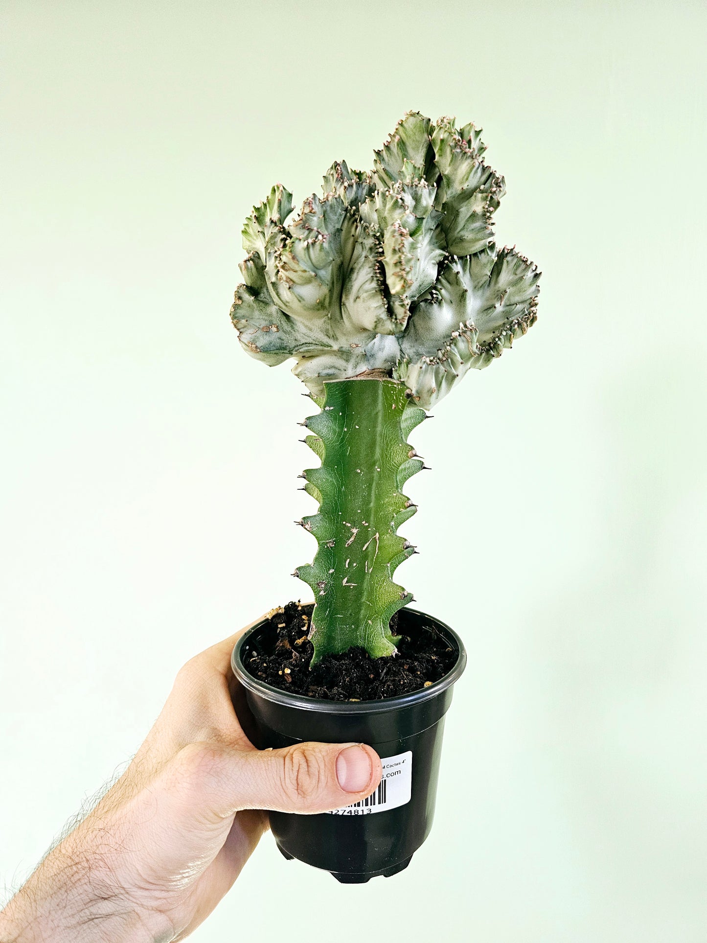 Euphorbia Lactea Cristata Pink Mermaid Tail Cactus 4"