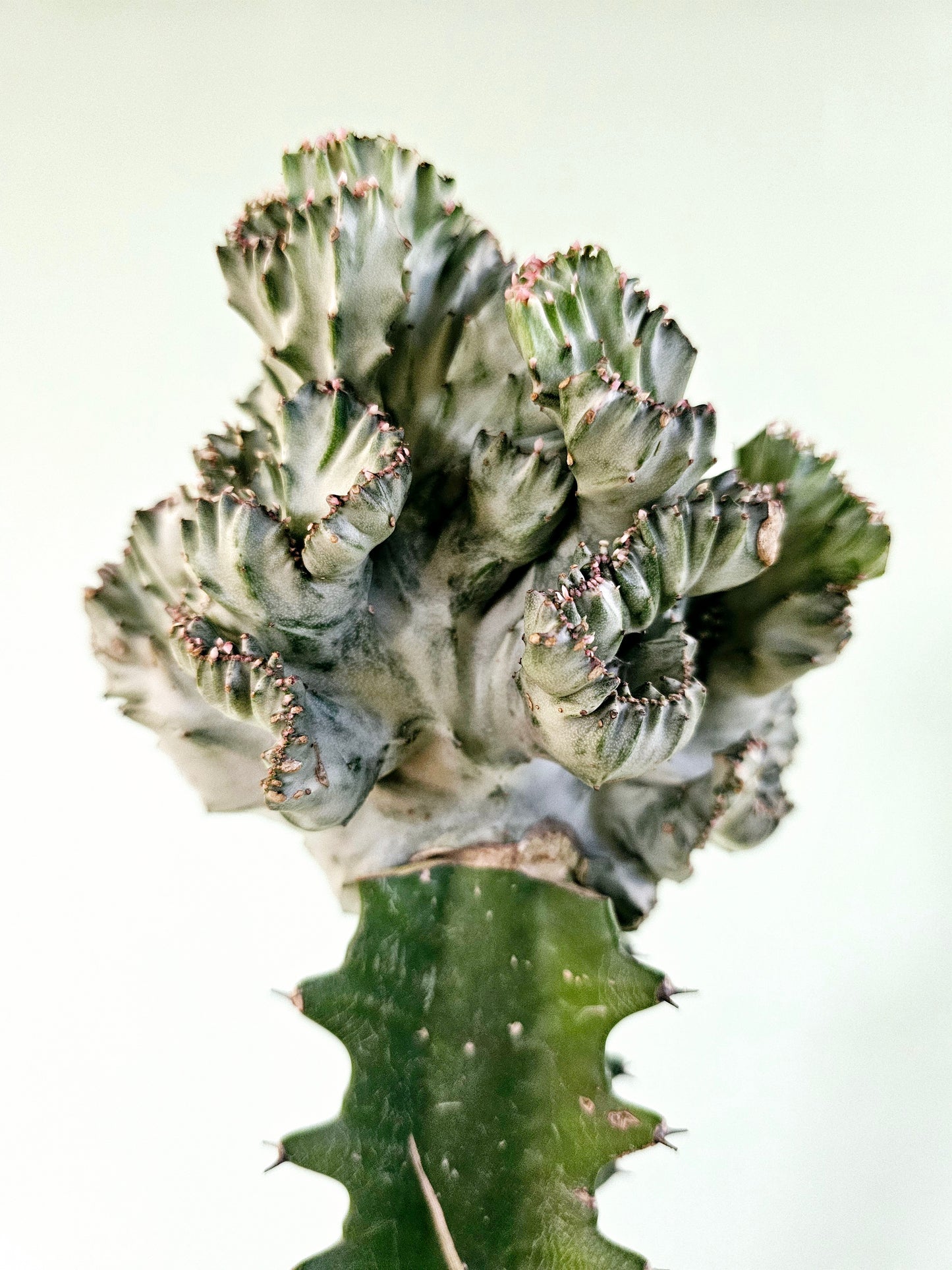 Euphorbia Lactea Cristata Pink Mermaid Tail Cactus 4"