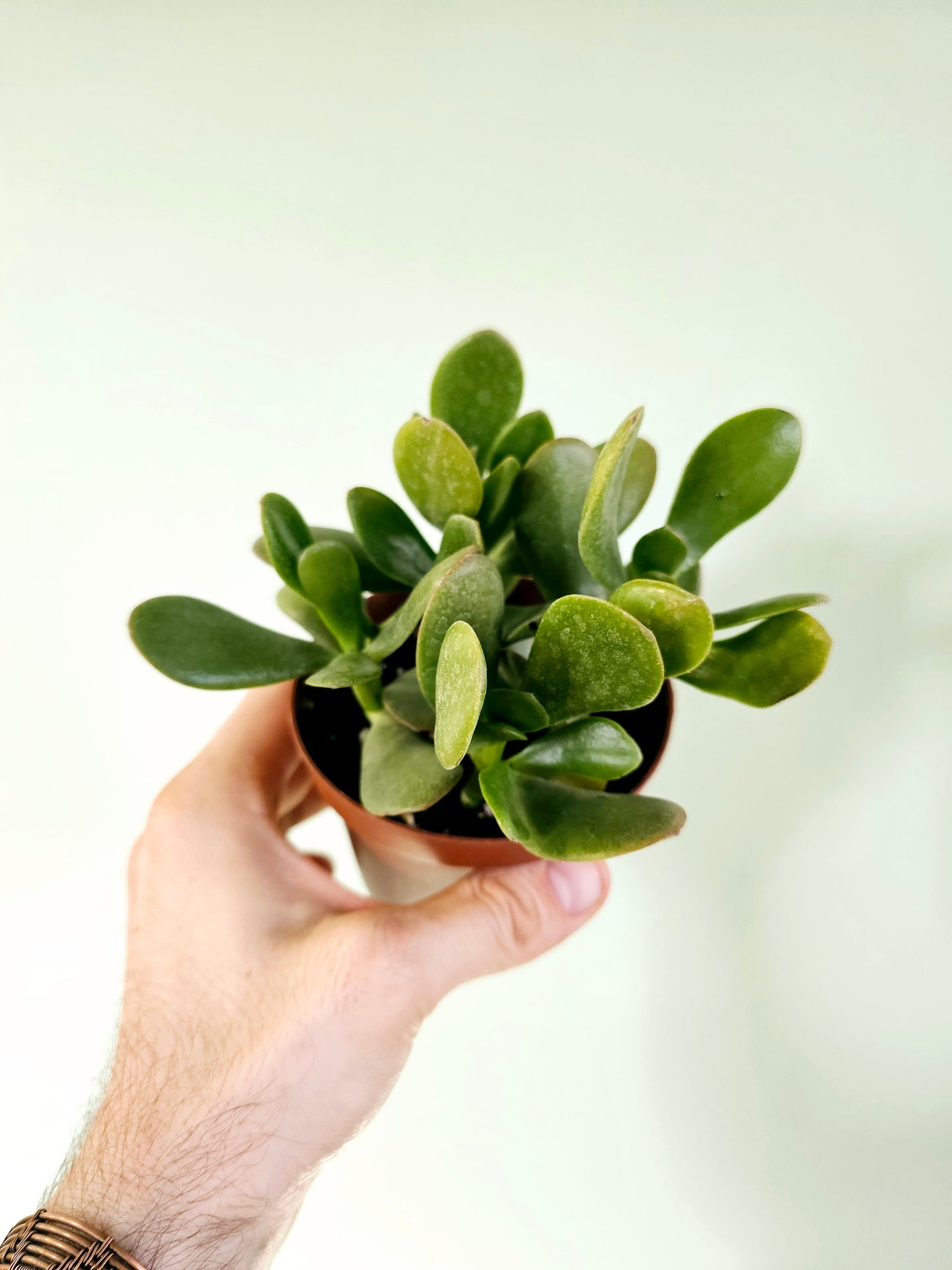 Crassula Ovata Jade 4"