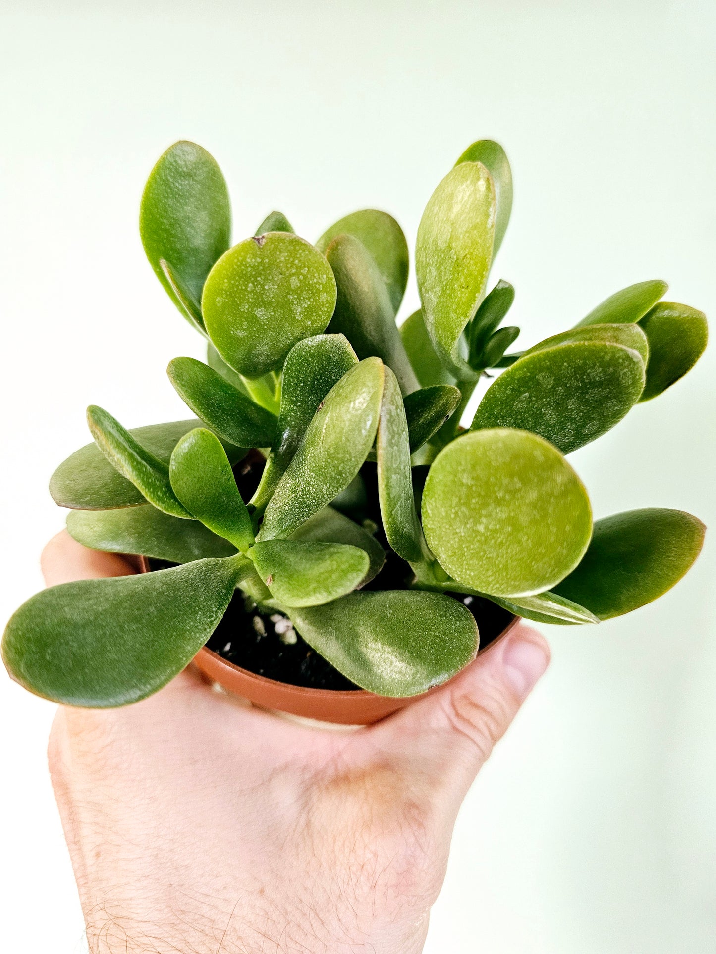 Crassula Ovata Jade 4"