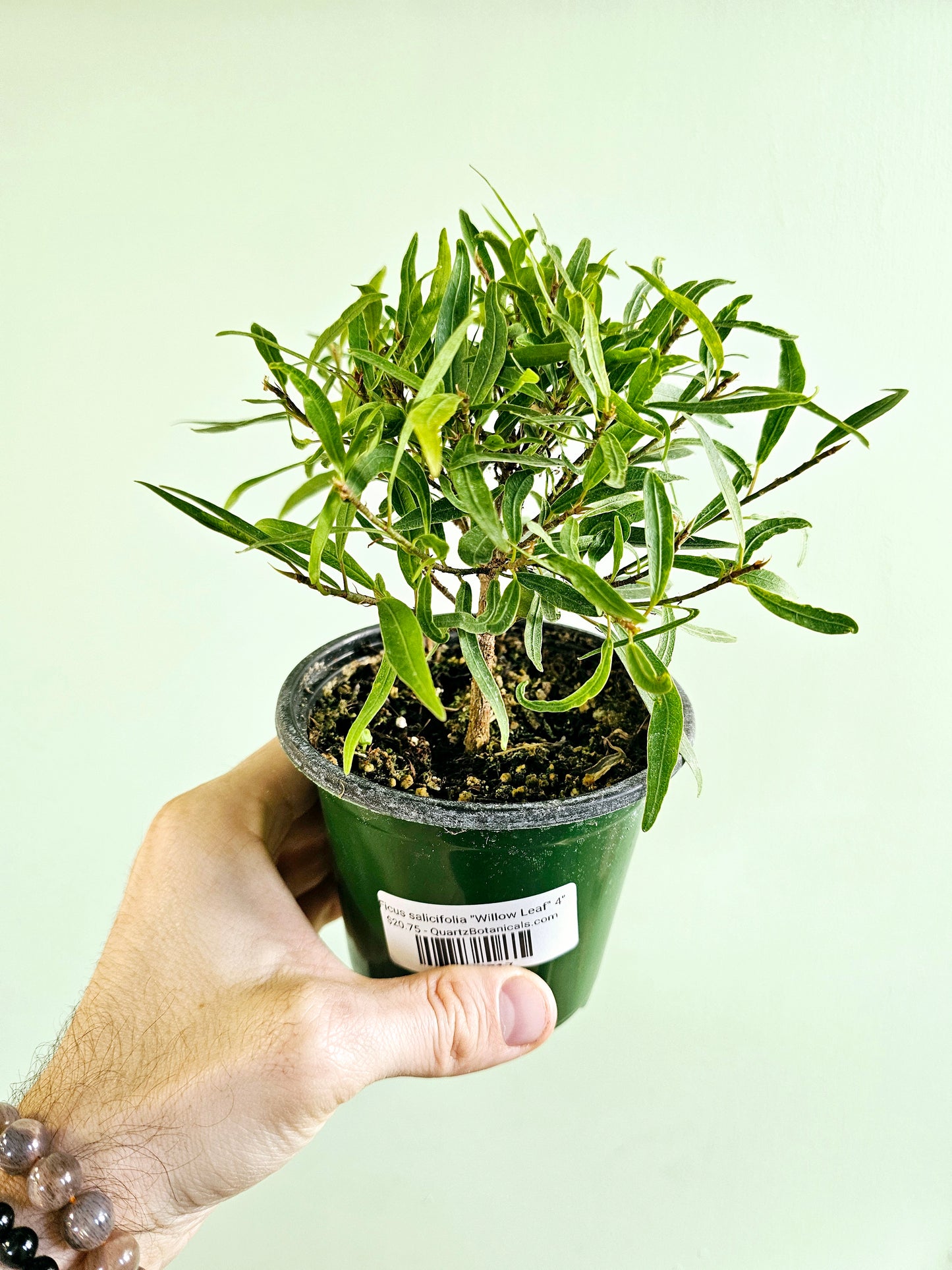 Ficus salicifolia "Willow Leaf Fig" 4"