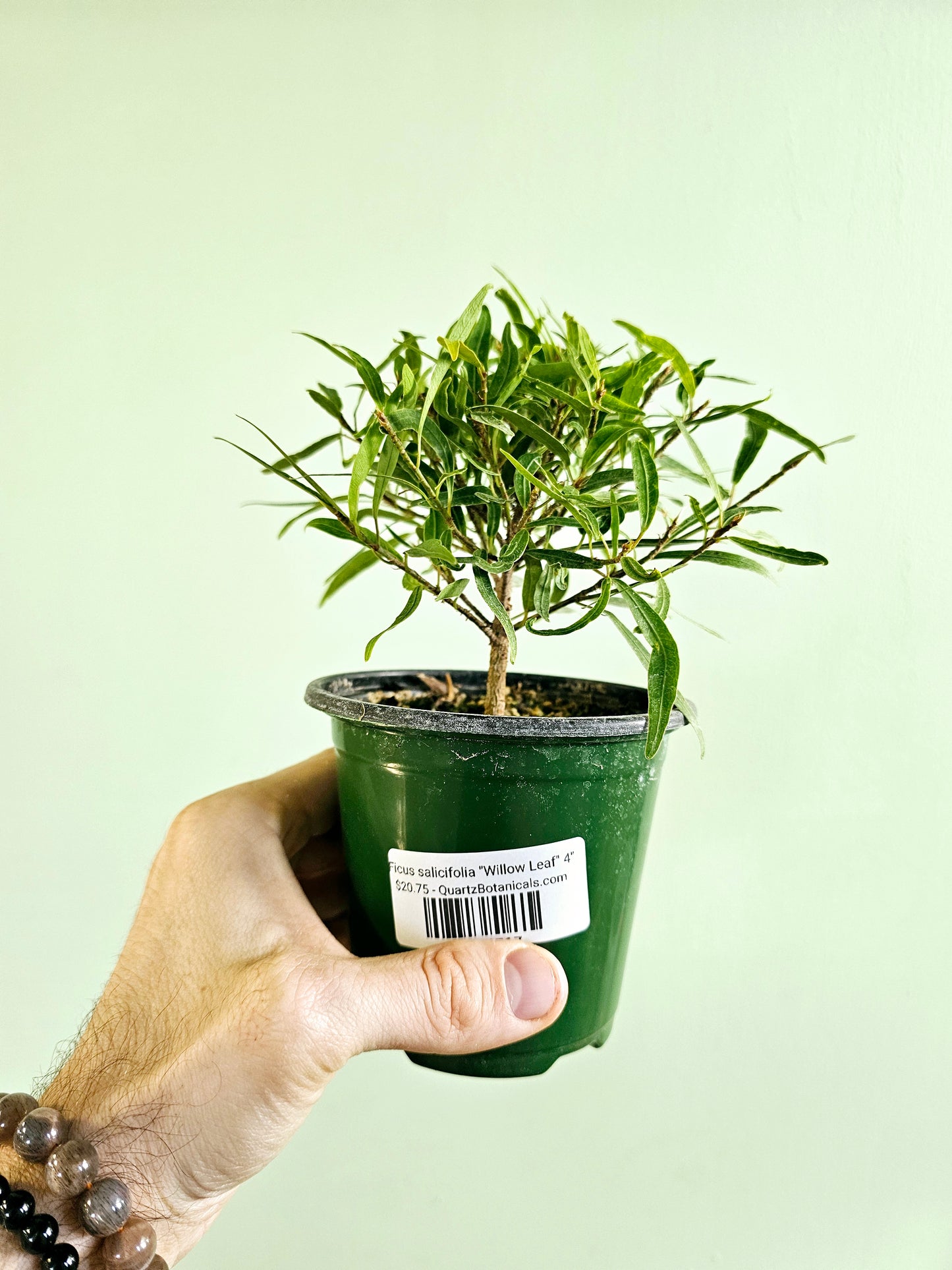 Ficus salicifolia "Willow Leaf Fig" 4"