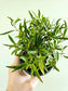 Ficus salicifolia "Willow Leaf Fig" 4"