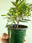 Ficus salicifolia "Willow Leaf Fig" 4"