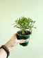 Ficus salicifolia "Willow Leaf Fig" 4"