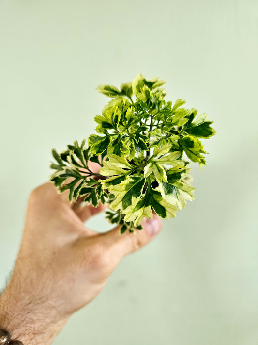 Polyscias fruticosa 'Snowflake' Ming Aralia 2"