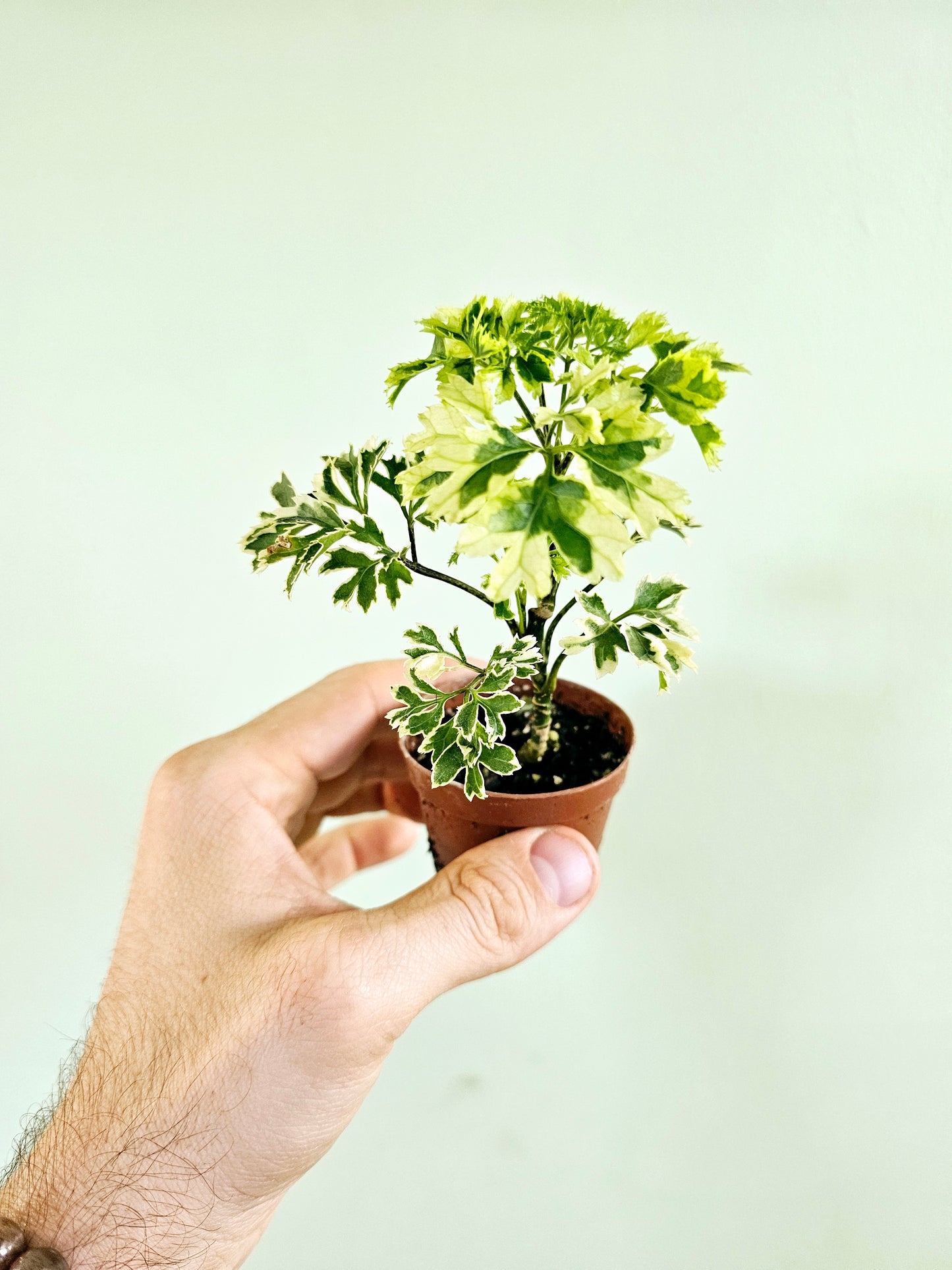 Polyscias fruticosa 'Snowflake' Ming Aralia 2"