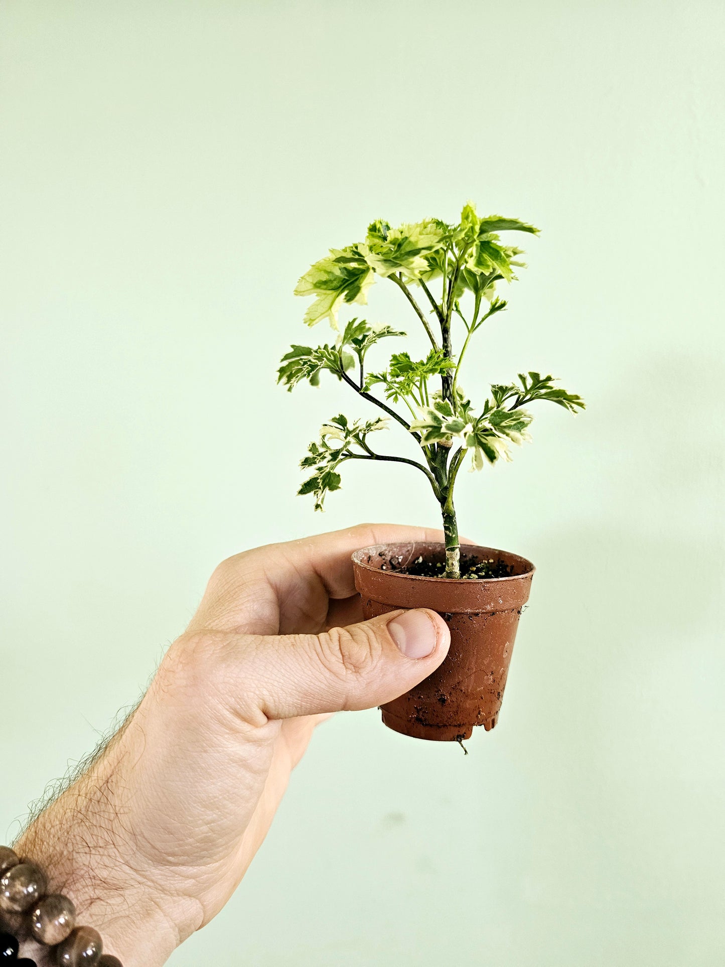 Polyscias fruticosa 'Snowflake' Ming Aralia 2"