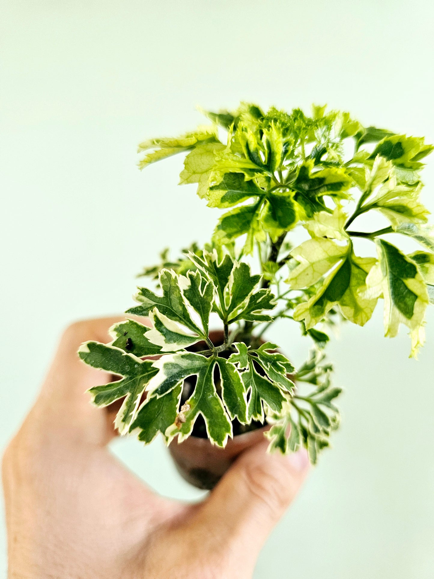 Polyscias fruticosa 'Snowflake' Ming Aralia 2"