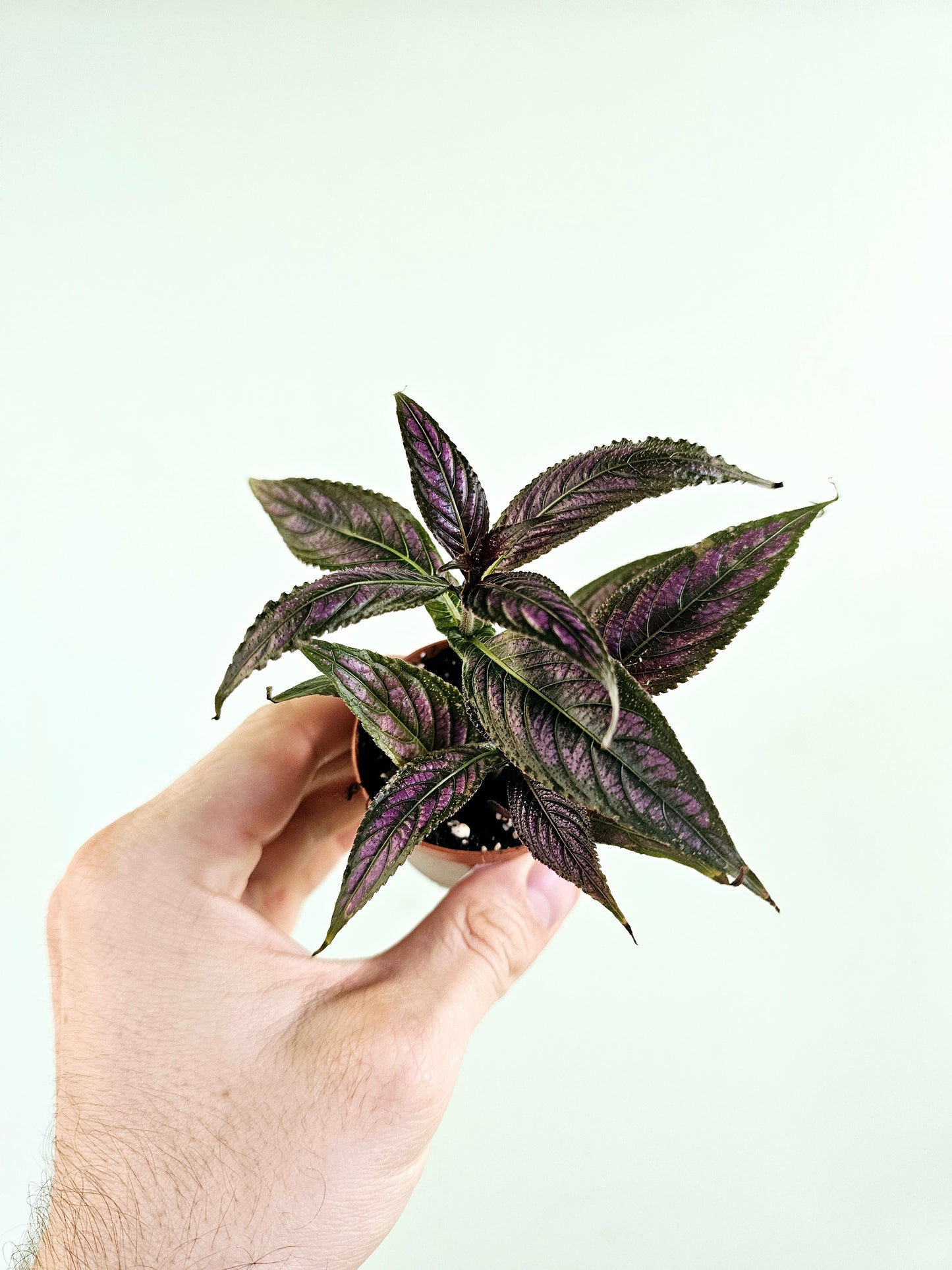 Strobilanthes dyerianus "Persian Shield" 2"