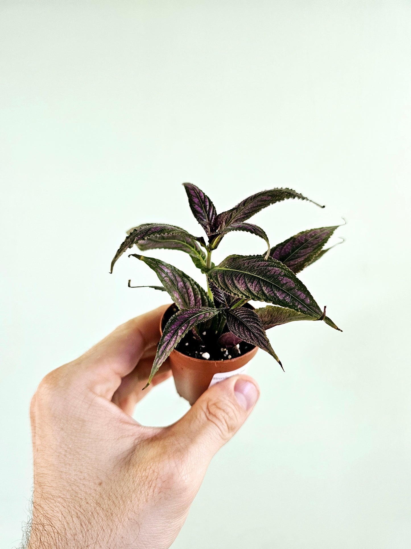 Strobilanthes dyerianus "Persian Shield" 2"