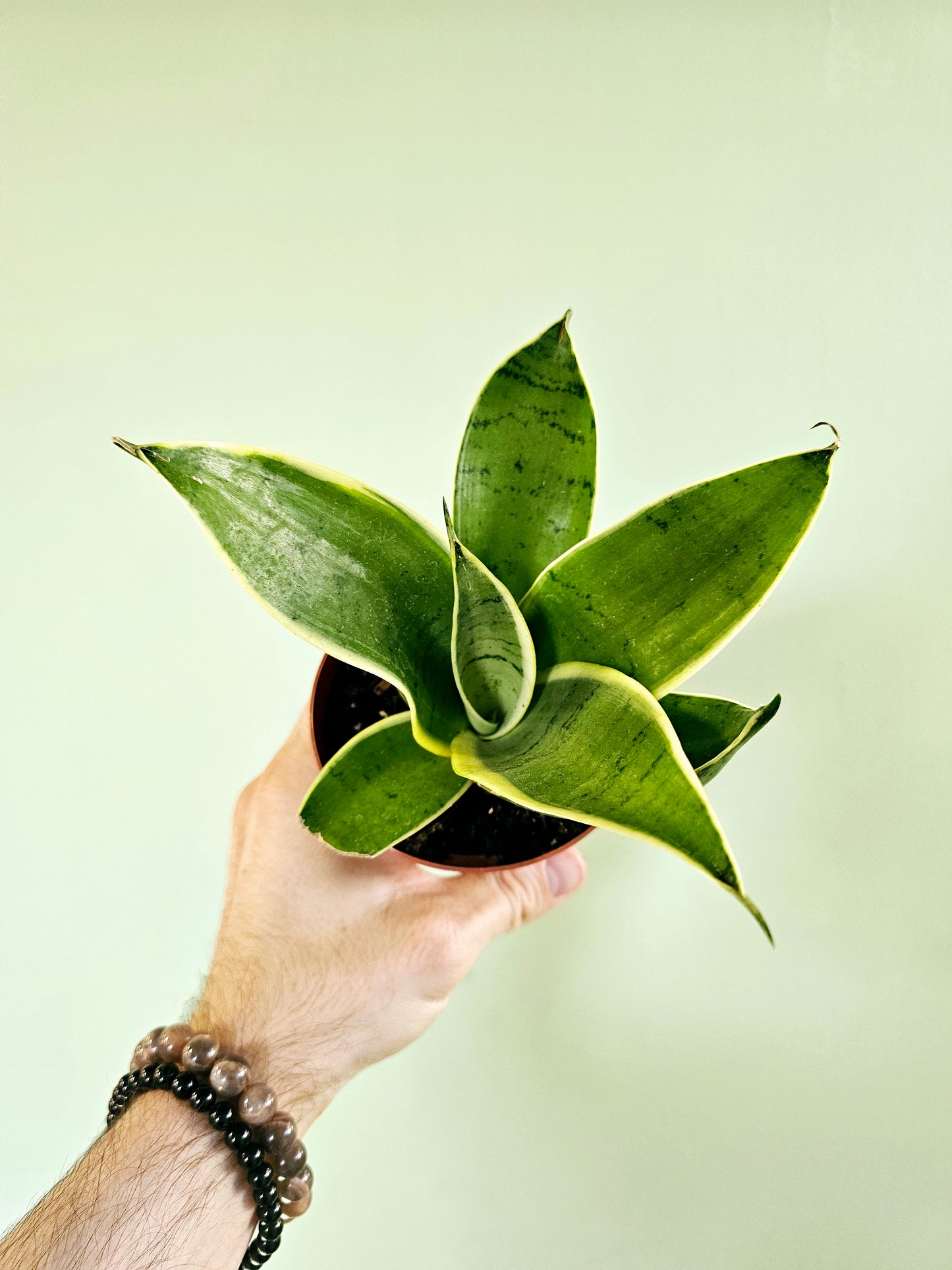 Sansevieria Hahnii 'Silver Marginata' 4"