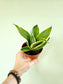 Sansevieria hahnii 'Silver Marginata' 4"