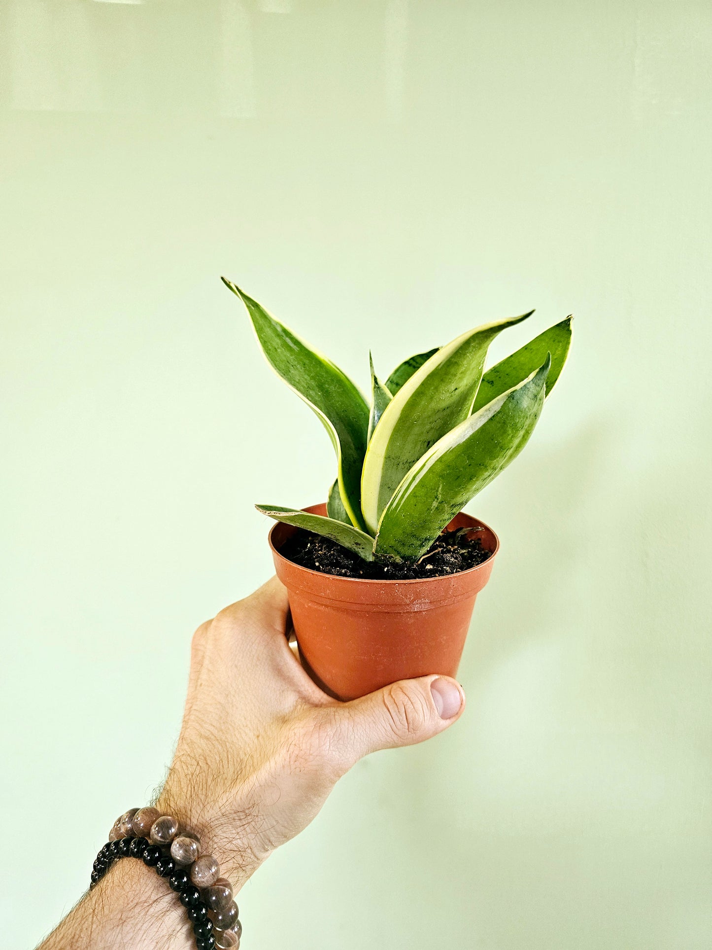 Sansevieria Hahnii 'Silver Marginata' 4"