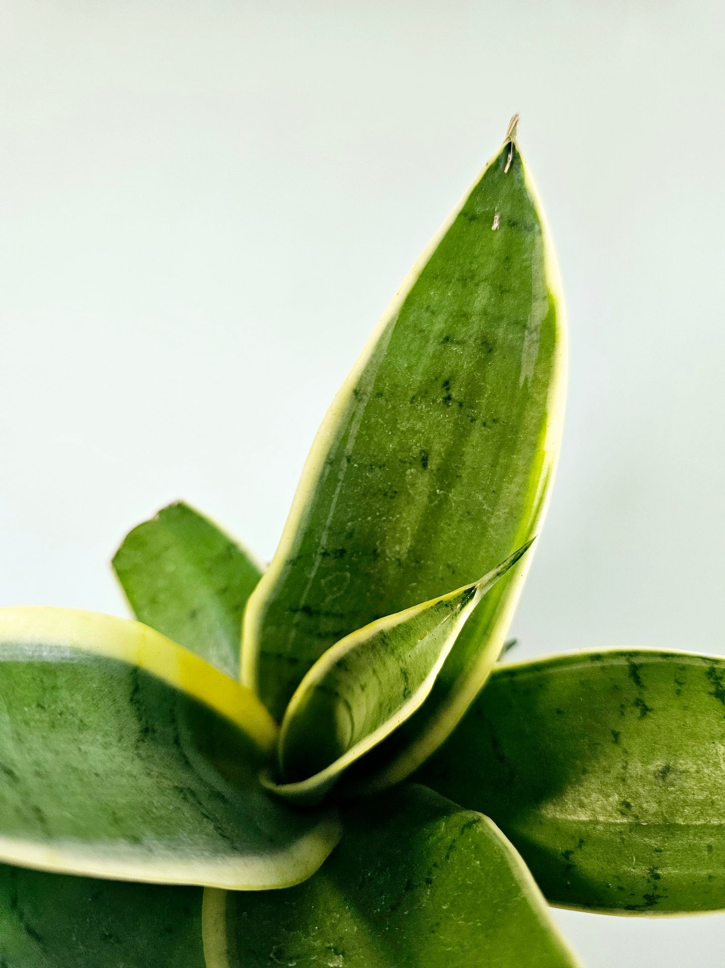 Sansevieria Hahnii 'Silver Marginata' 4"