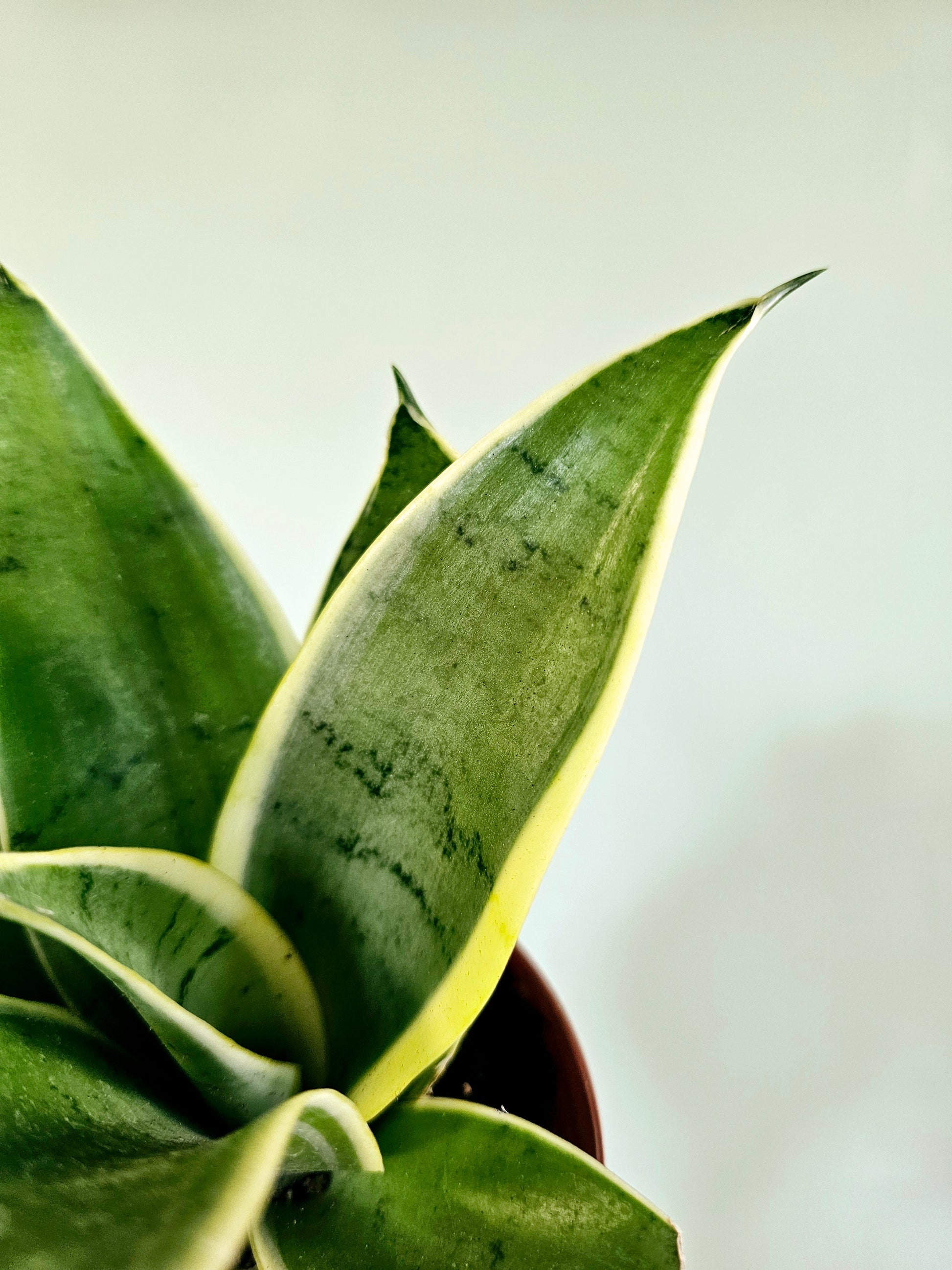 sansevieria hahnii silver marginata Sansevieria hahnii 'Silver Marginata' 4"