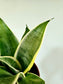Sansevieria hahnii 'Silver Marginata' 4"