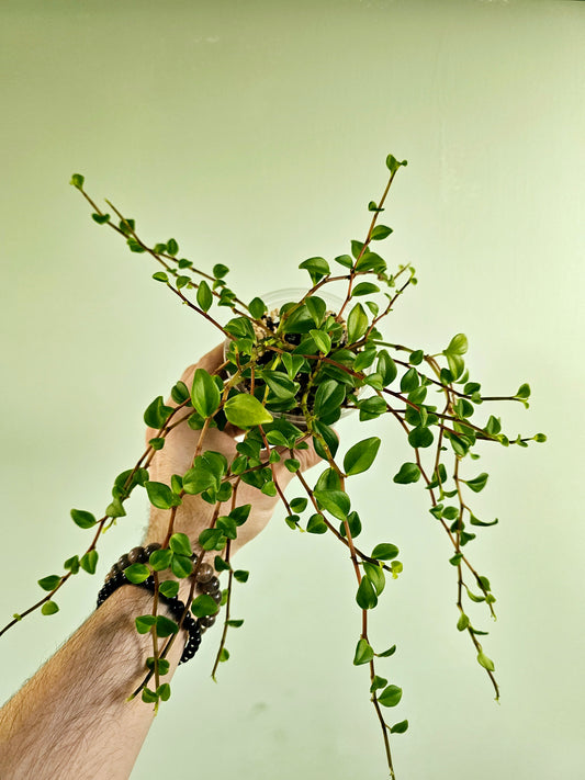 Peperomia trinervula 'Bibi' 4"