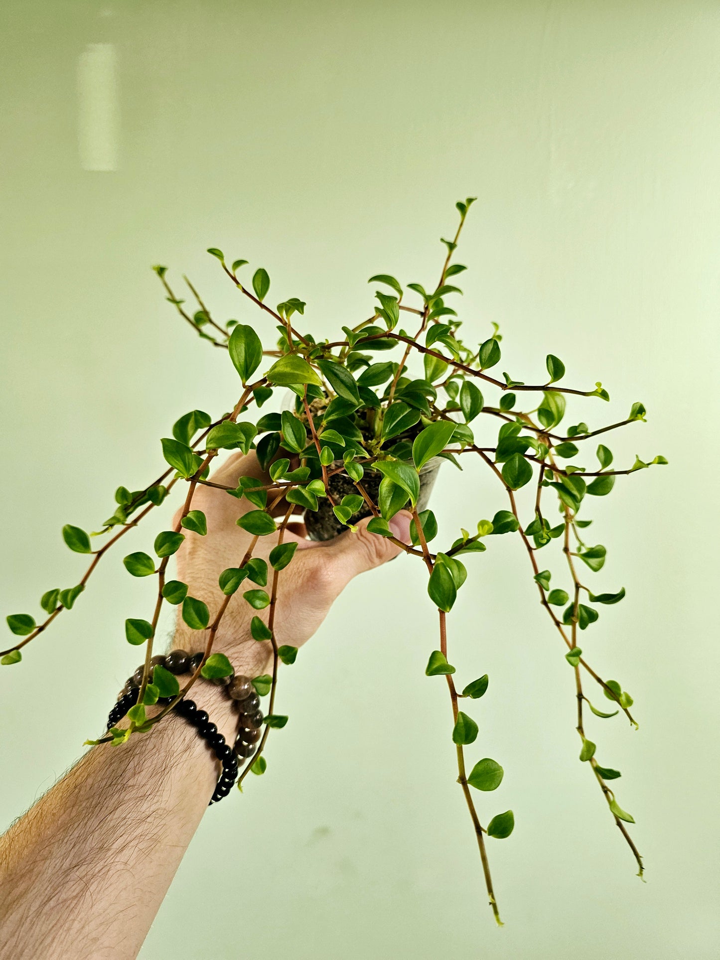 Peperomia trinervula 'Bibi' 4"