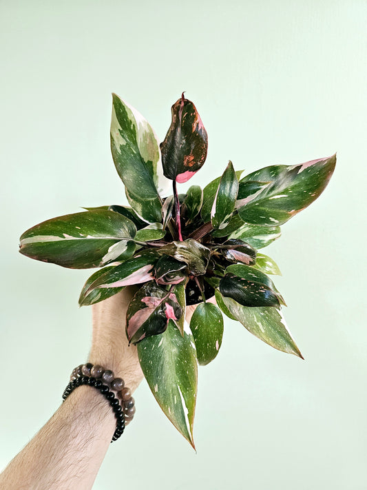 Philodendron Pink Princess Marble 4"