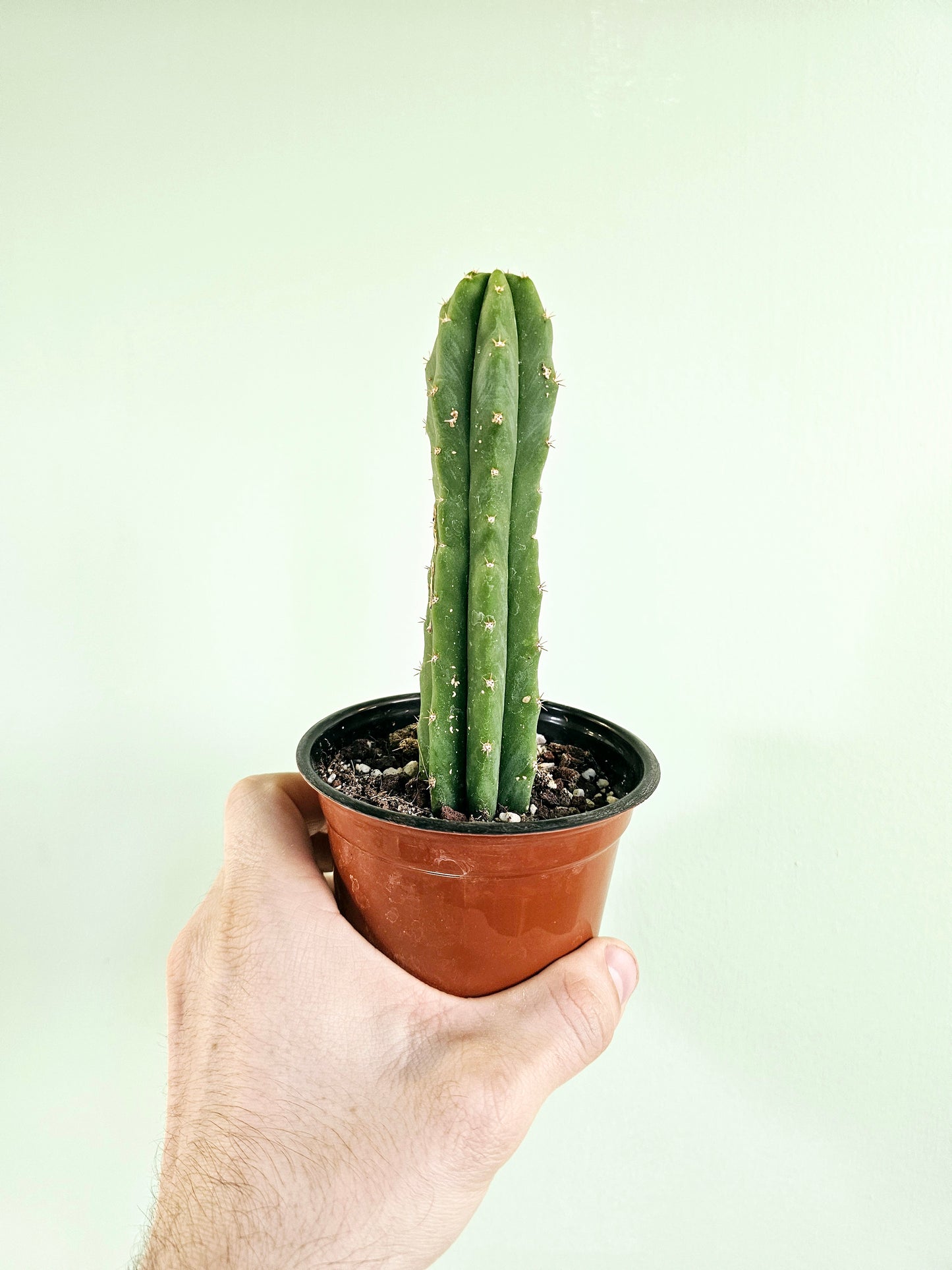 Echinopsis pachanoi San Pedro Cactus 4"