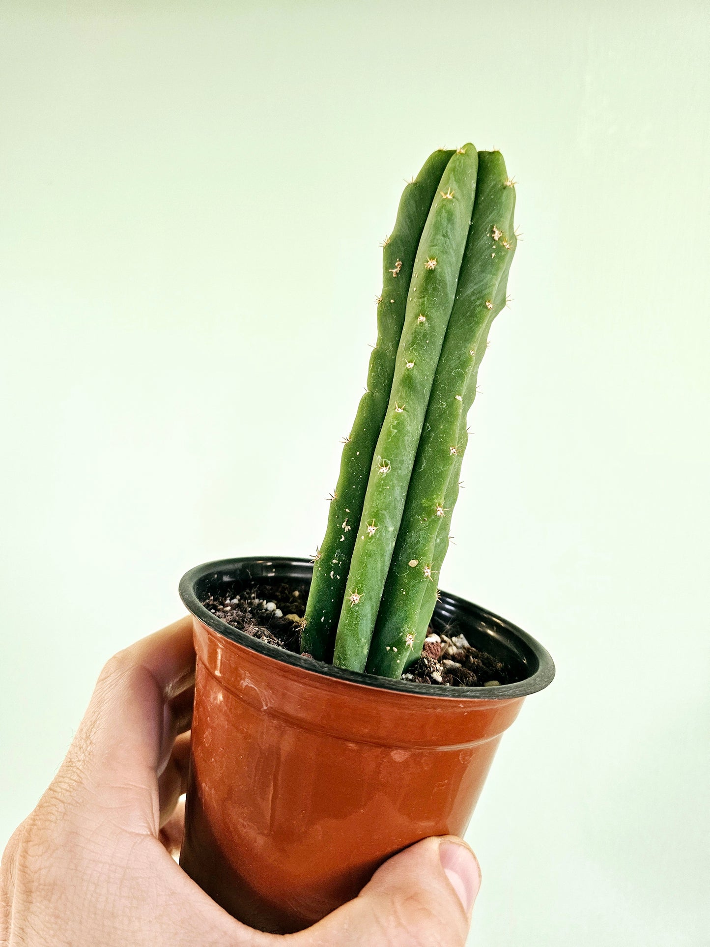 Echinopsis pachanoi San Pedro Cactus 4"