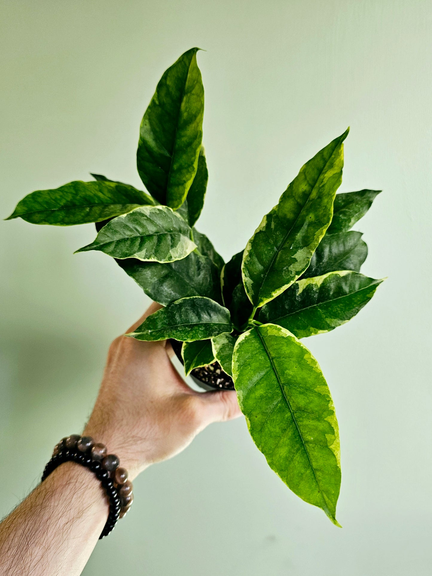 Hoya Multiflora Variegated Shooting Star 4"