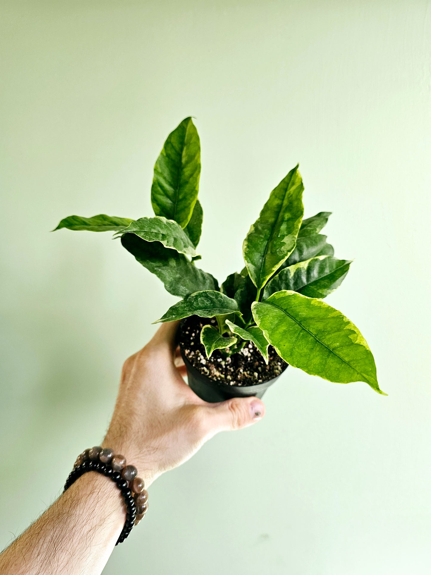 Hoya Multiflora Variegated Shooting Star 4"