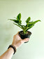 Hoya Multiflora Variegated Shooting Star 4"