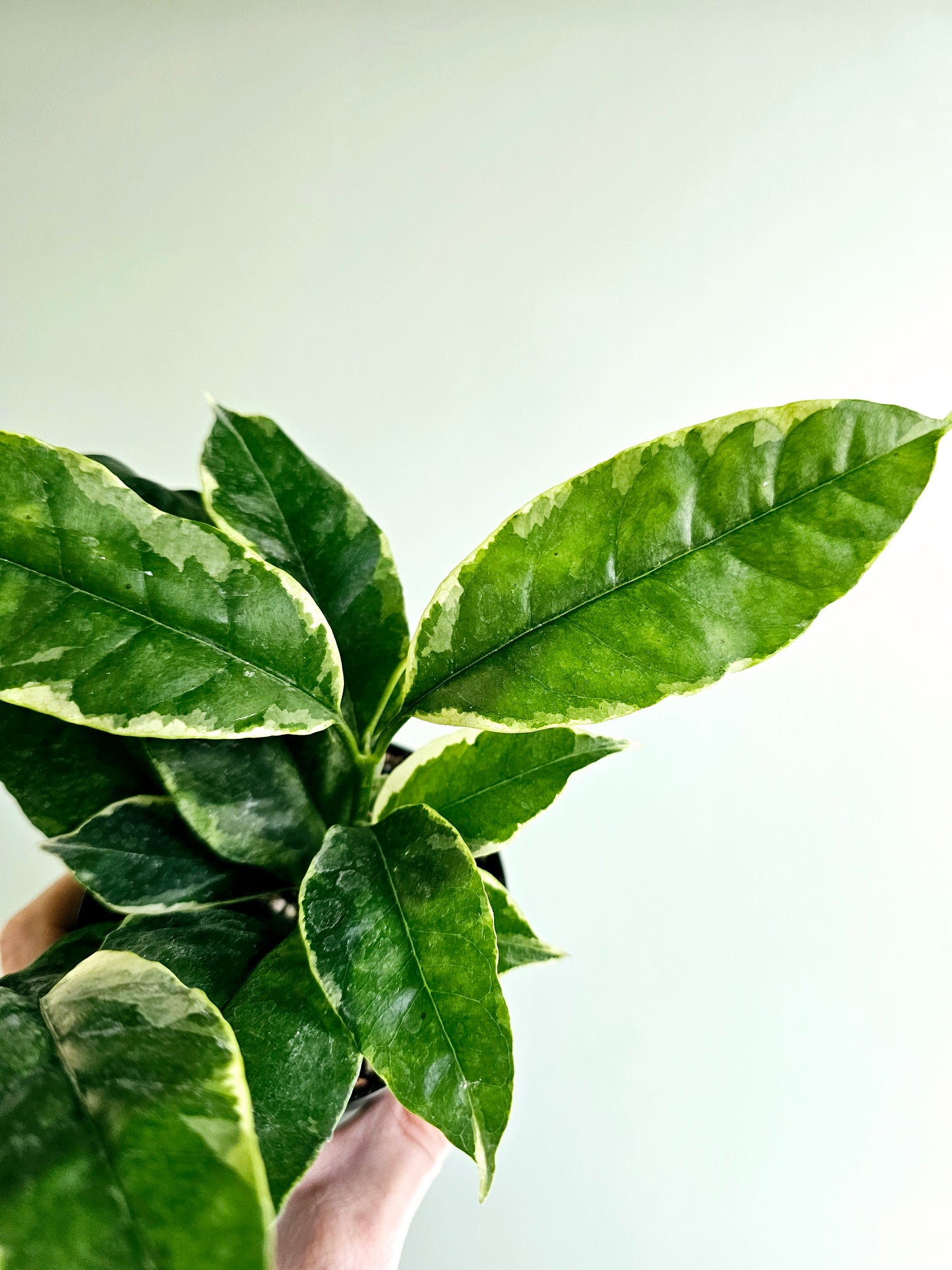 Hoya Multiflora Variegated Shooting Star 4"