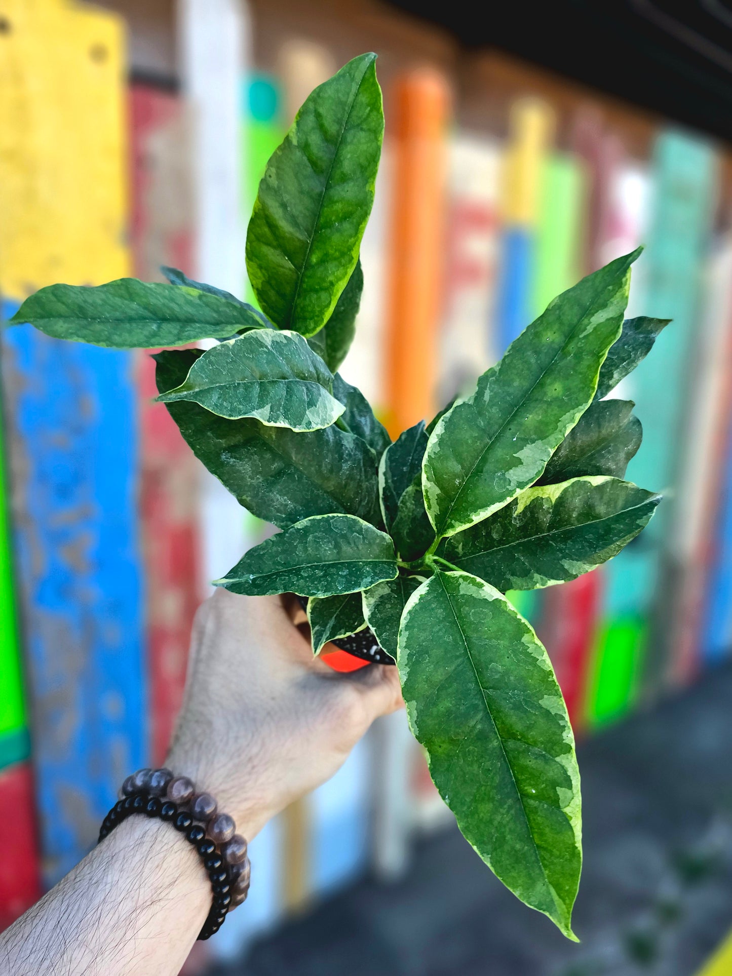 Hoya Multiflora Variegated Shooting Star 4"