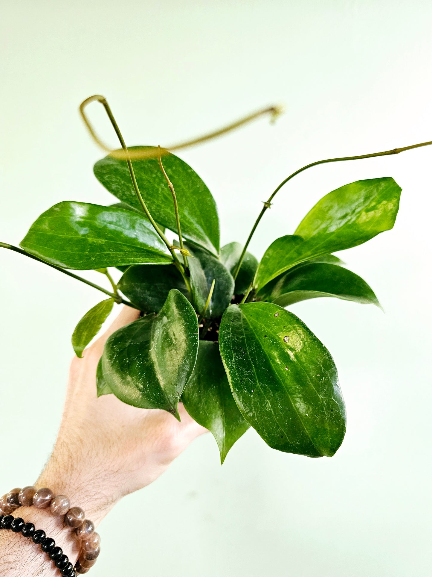 Hoya Quinquenervia 4"