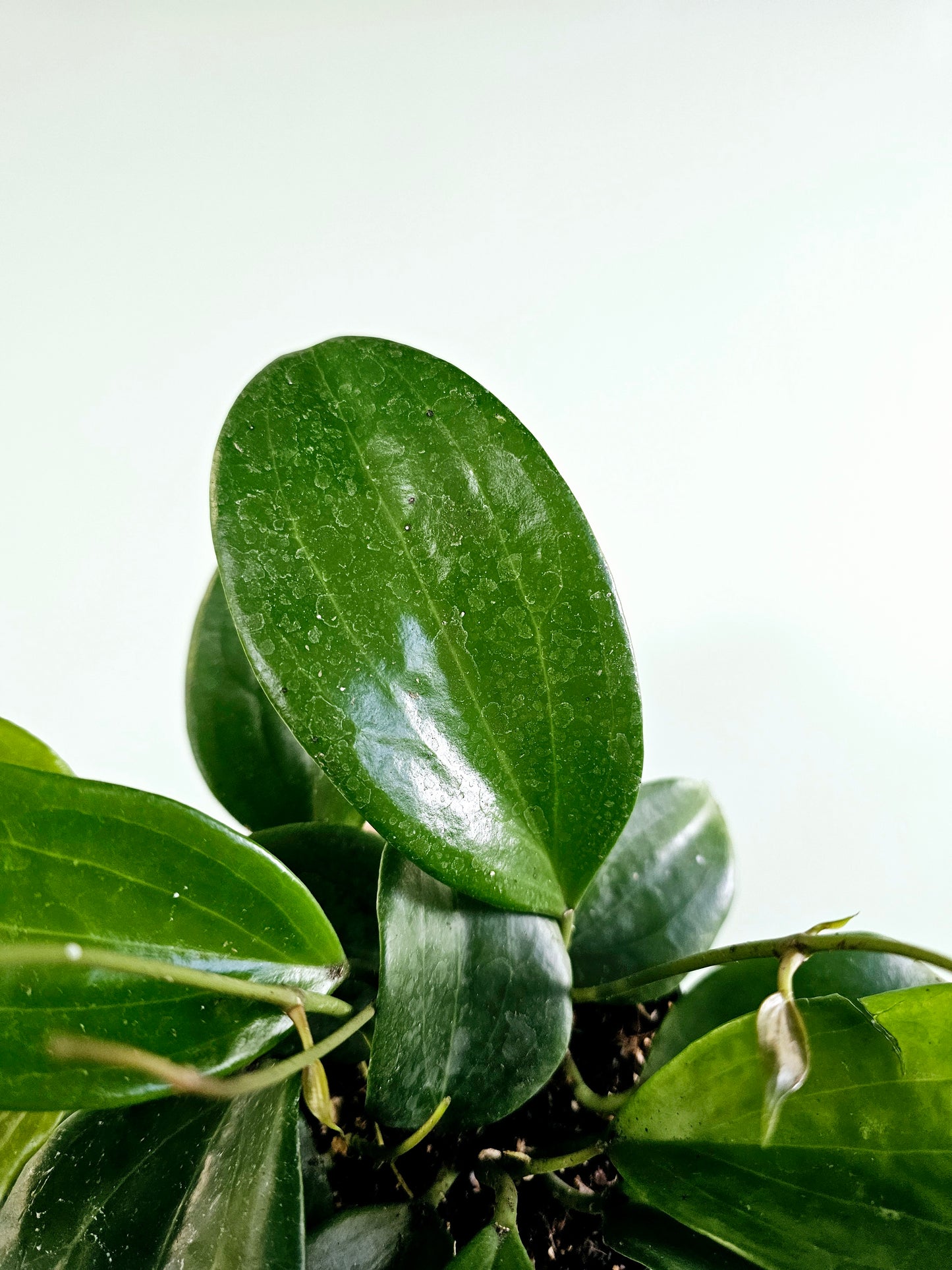 Hoya Quinquenervia 4"